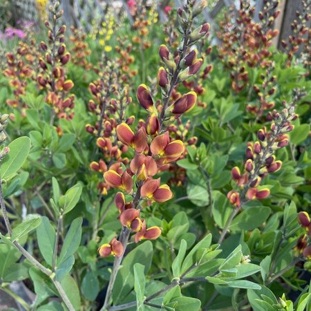 Baptisia Cherries Jubilee