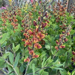 Baptisia Cherries Jubilee