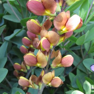 Baptisia Cherries Jubilee