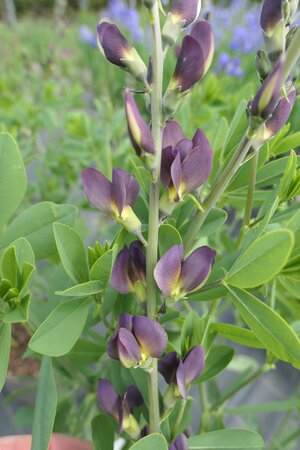 Baptisia 'Twilight' (Prarie Blues Series)