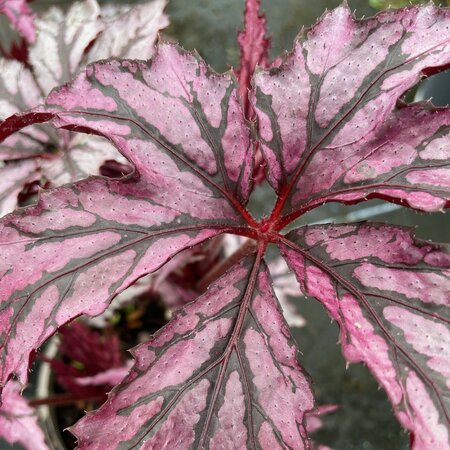 Begonia 'Benitochiba'