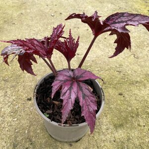 Begonia 'Benitochiba'