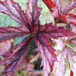 Begonia 'Benitochiba'
