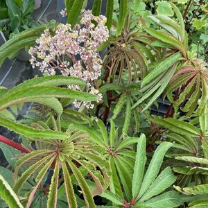 Begonia luxurians