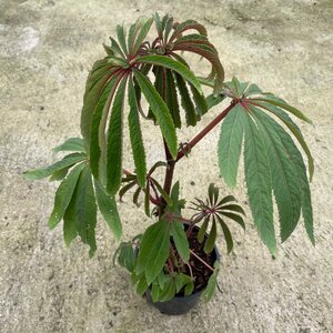 Begonia luxurians