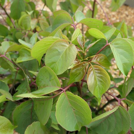 Bischofia polycarpa