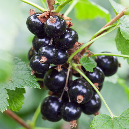 Blackcurrant 'Ben Sarek'