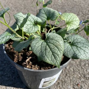 Brunnera macrophylla 'Jack Frost'