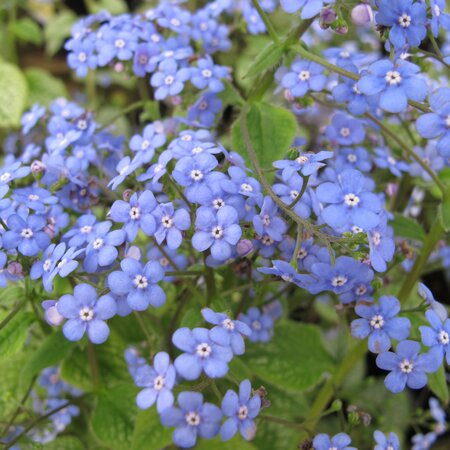 Brunnera macrophylla 'Jack Frost'