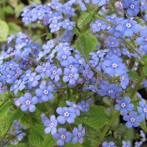 Brunnera macrophylla 'Jack Frost'