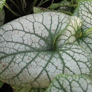 Brunnera macrophylla 'Jack Frost'