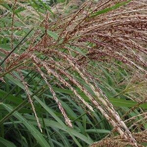 Calamagrostis acutiflora 'Overdam'