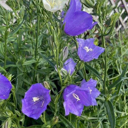 Campanula persicifolia 'Takion Blue'