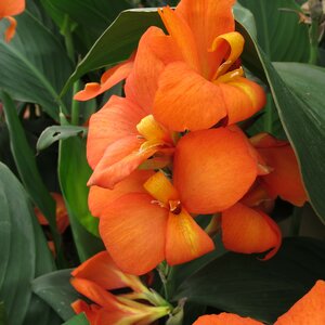 Canna 'Soudan'