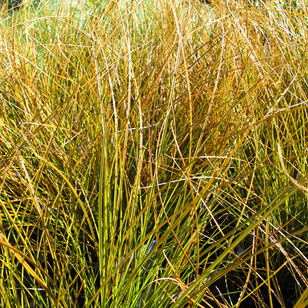Carex testacea