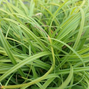 Carex 'The Beatles' 3 litre pot