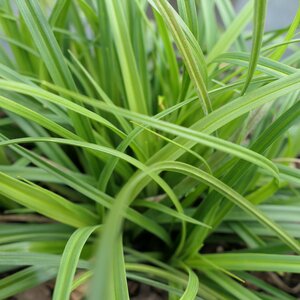 Carex 'The Beatles' 9cm pot