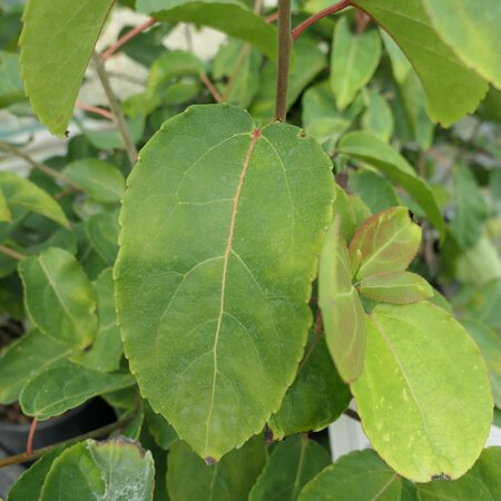 Carrierea calycina