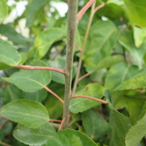 Carrierea calycina