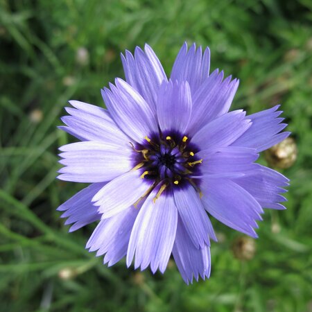 Catananche caerulea 'Major'