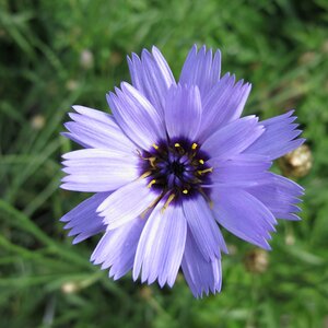 Catananche caerulea 'Major'