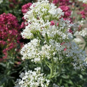 Centranthus ruber 'Albus'