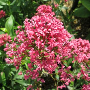 Centranthus ruber coccineus