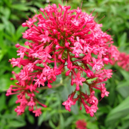 Centranthus ruber coccineus