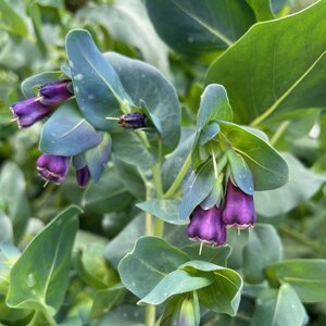 Cerinthe major 'Purpurascens'