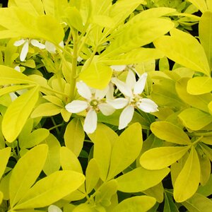 Choisya ternata 'Sundance'