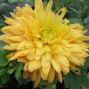 Chrysanthemum 'Dixter Orange'