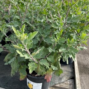 Chrysanthemum 'Dixter Orange'