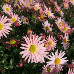 Chrysanthemum 'Hillside Apricot'