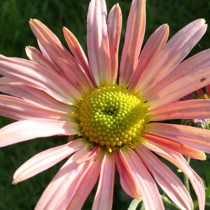 Chrysanthemum 'Hillside Apricot'