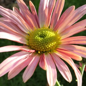 Chrysanthemum 'Hillside Apricot'