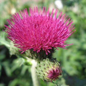 Cirsium rivulare 'Atropurpureum'