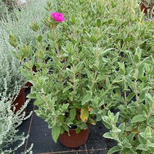 Cistus pulverulentus