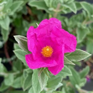 Cistus pulverulentus