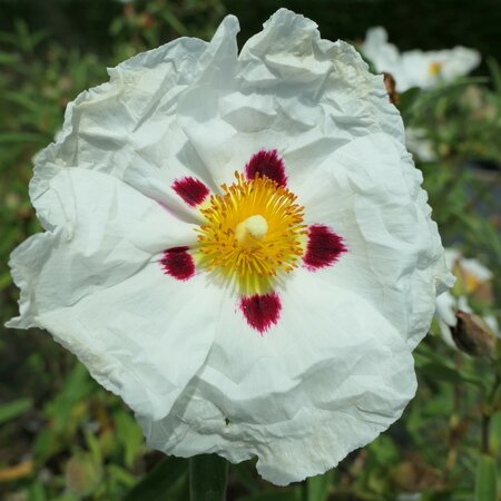 Cistus purpureus 'Alan Fradd'