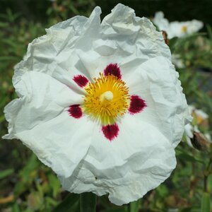 Cistus purpureus 'Alan Fradd'