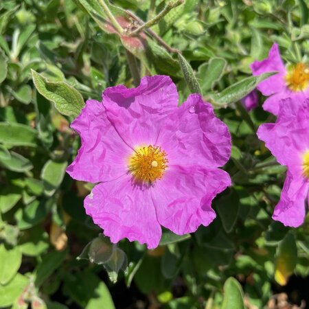 Cistus ralletii