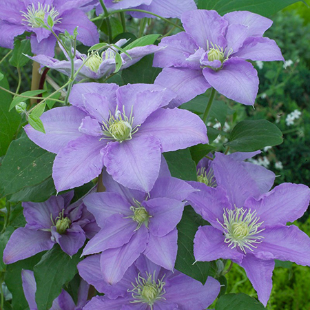 Clematis 'Cezanne'