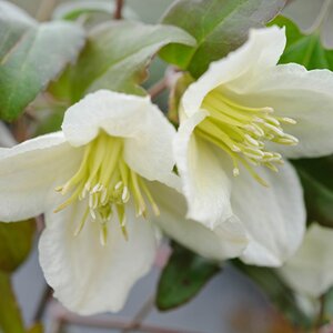 Clematis cirrhosa purpurascens 'Jingle Bells'