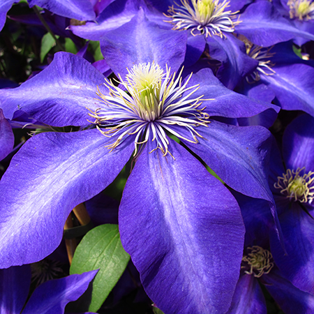Clematis 'Daniel Deronda'