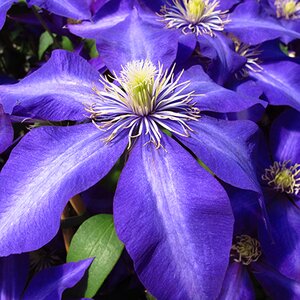 Clematis 'Daniel Deronda'