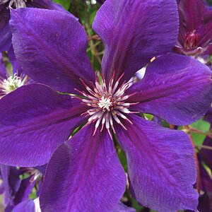 Clematis 'Gipsy Queen'