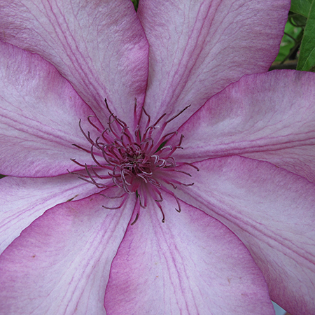 Clematis 'Giselle'