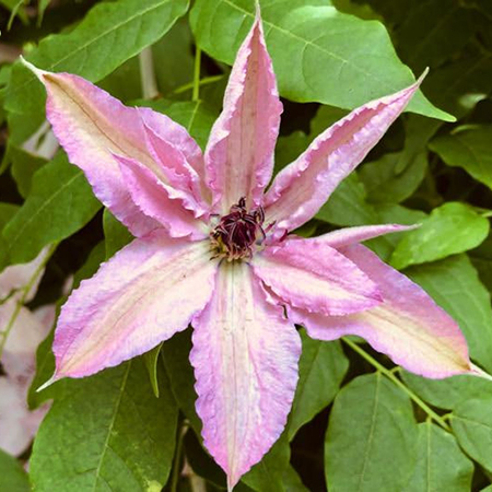 Clematis 'Hagley Hybrid'