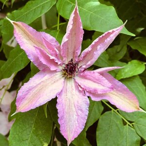 Clematis 'Hagley Hybrid'