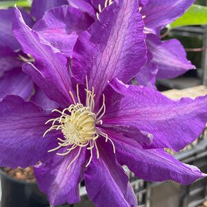 Clematis 'Haku Ookan'
